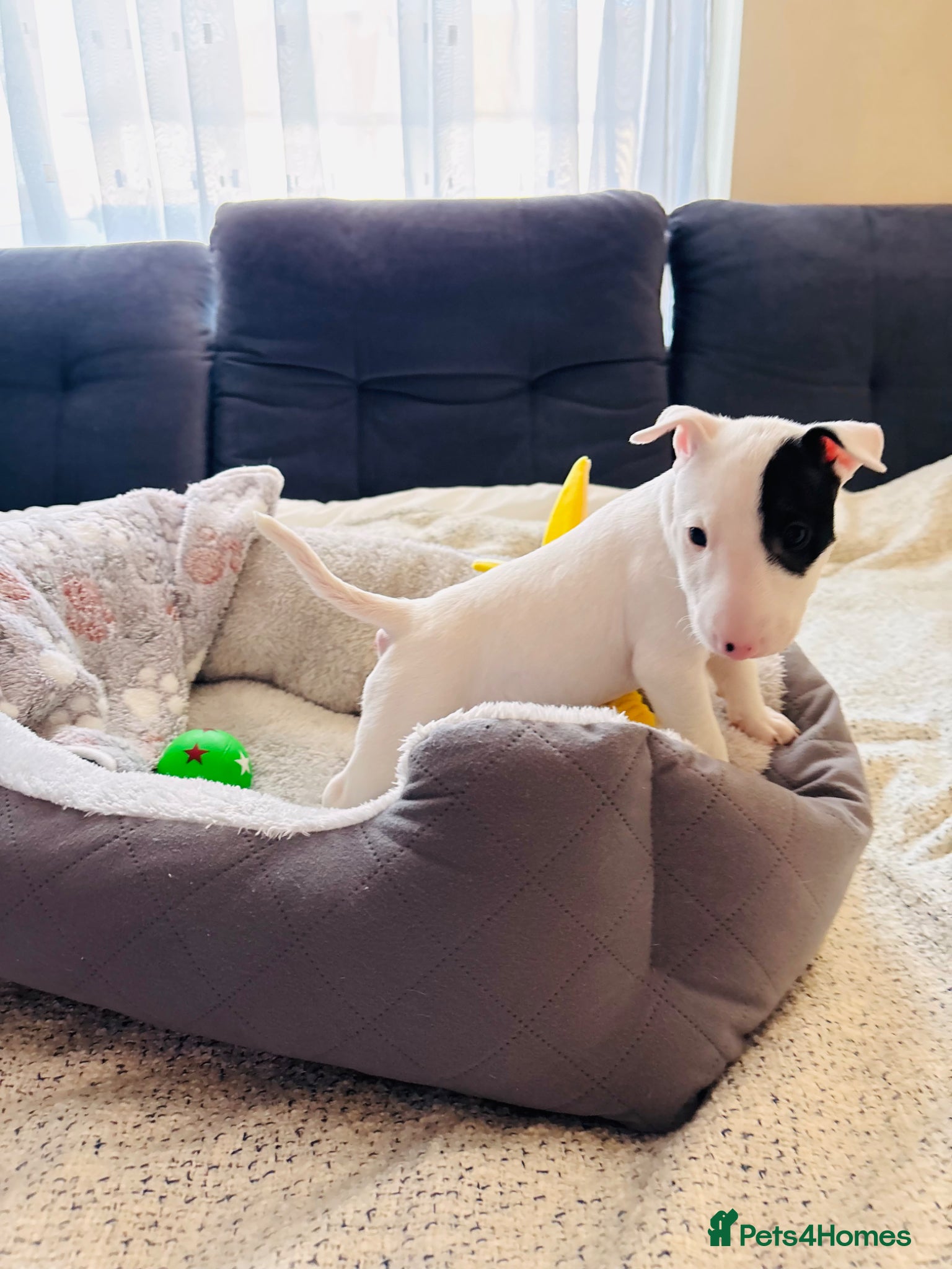 Miniature Bull terrier dogs for sale: 1 Male Miniature English bull terrier available  - Advert 14