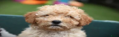 Cockapoo Puppy 3