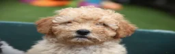 Cockapoo dogs for sale: F1b (Extra Curly) Cockapoos ✨ in Eastleigh - Advert 6