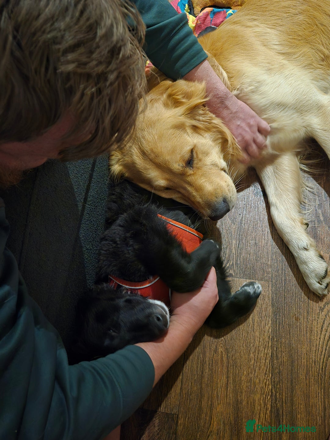 Golden Retriever dogs for stud: Our Loveable Goof in Woking - Image 19