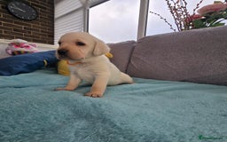 Labrador Retriever dogs for sale: Snow-White Labrador Puppies - Advert 5