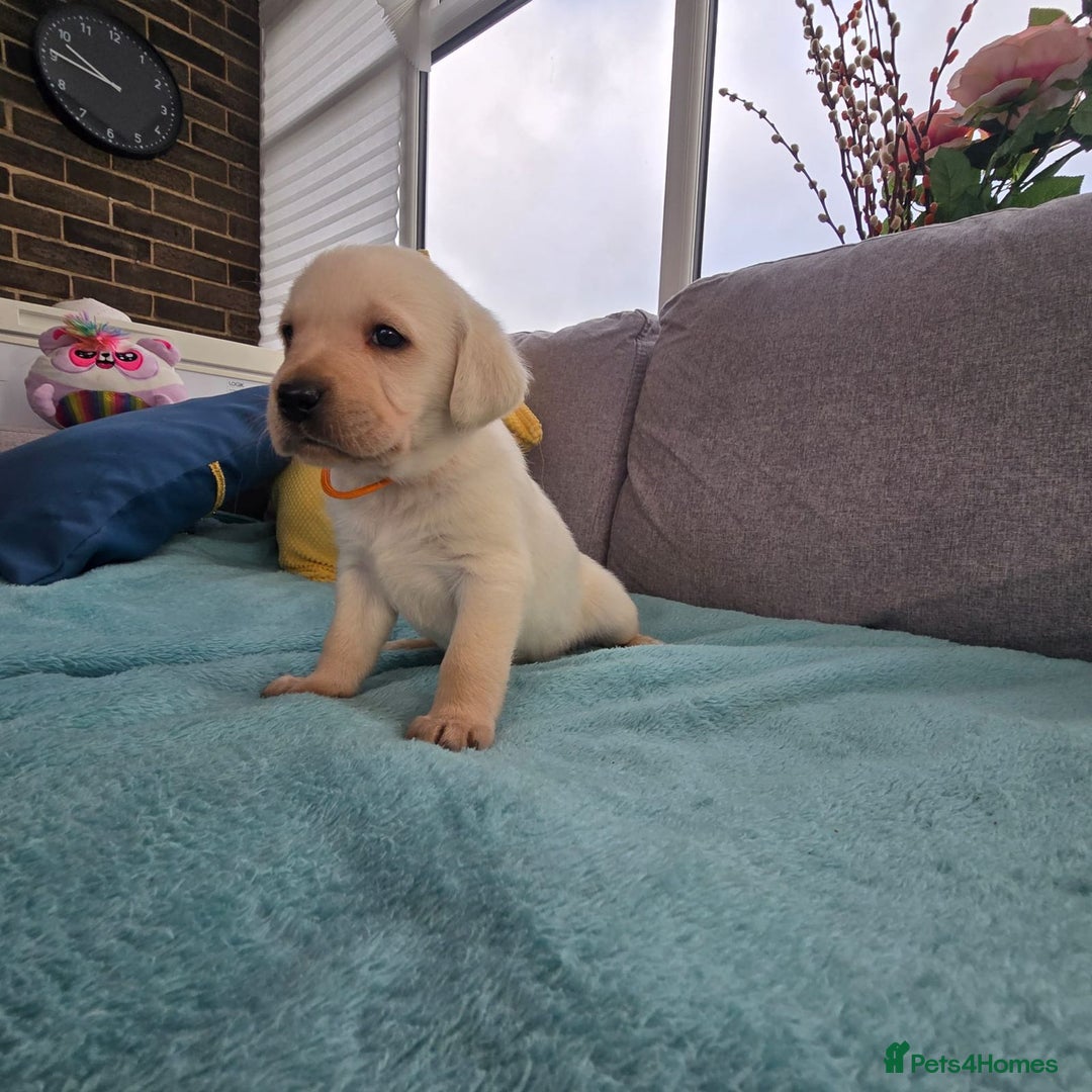 Labrador Retriever dogs for sale: Snow-White Labrador Puppies - Advert 5
