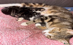 Mixed Breed cats for sale: 2 Beautiful male tabby kittens  - Image 8