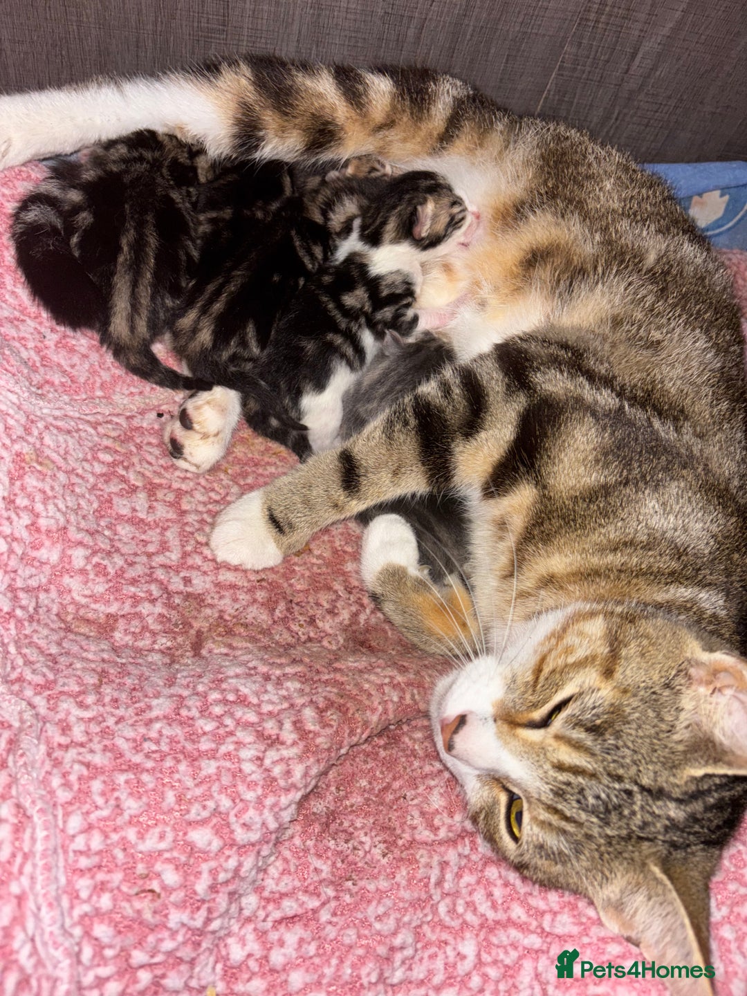 Mixed Breed cats for sale: 2 Beautiful male tabby kittens  - Image 8