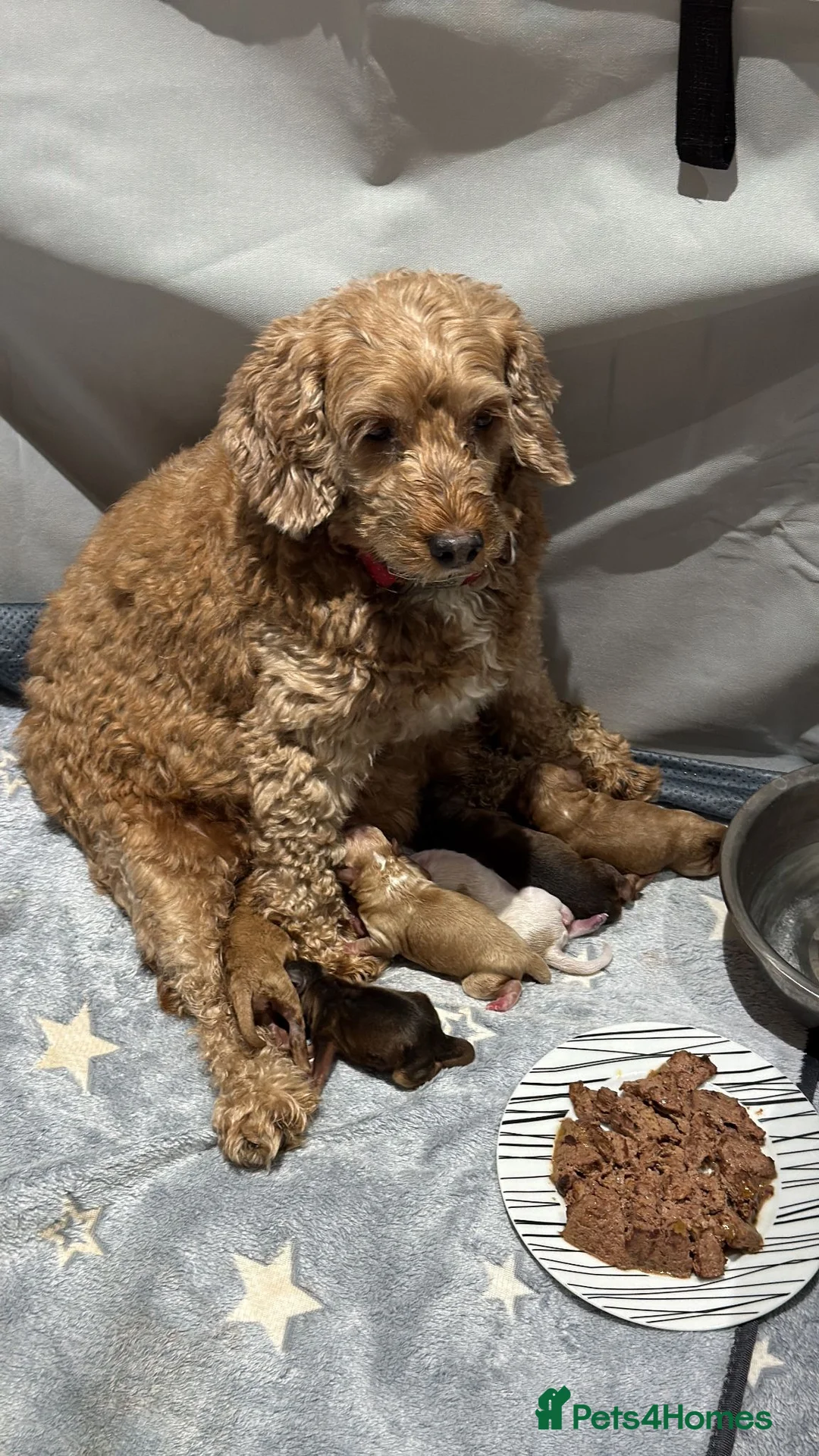 Cockapoo dogs for sale: Toy Poodle x Cockerpoo Puppies - Advert 2