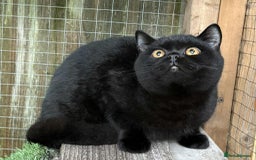 British Shorthair cats for sale: Black Bsh boy available  - Image 4
