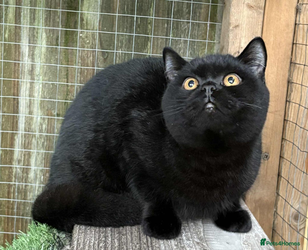 British Shorthair cats for sale: Black Bsh boy available  - Image 4
