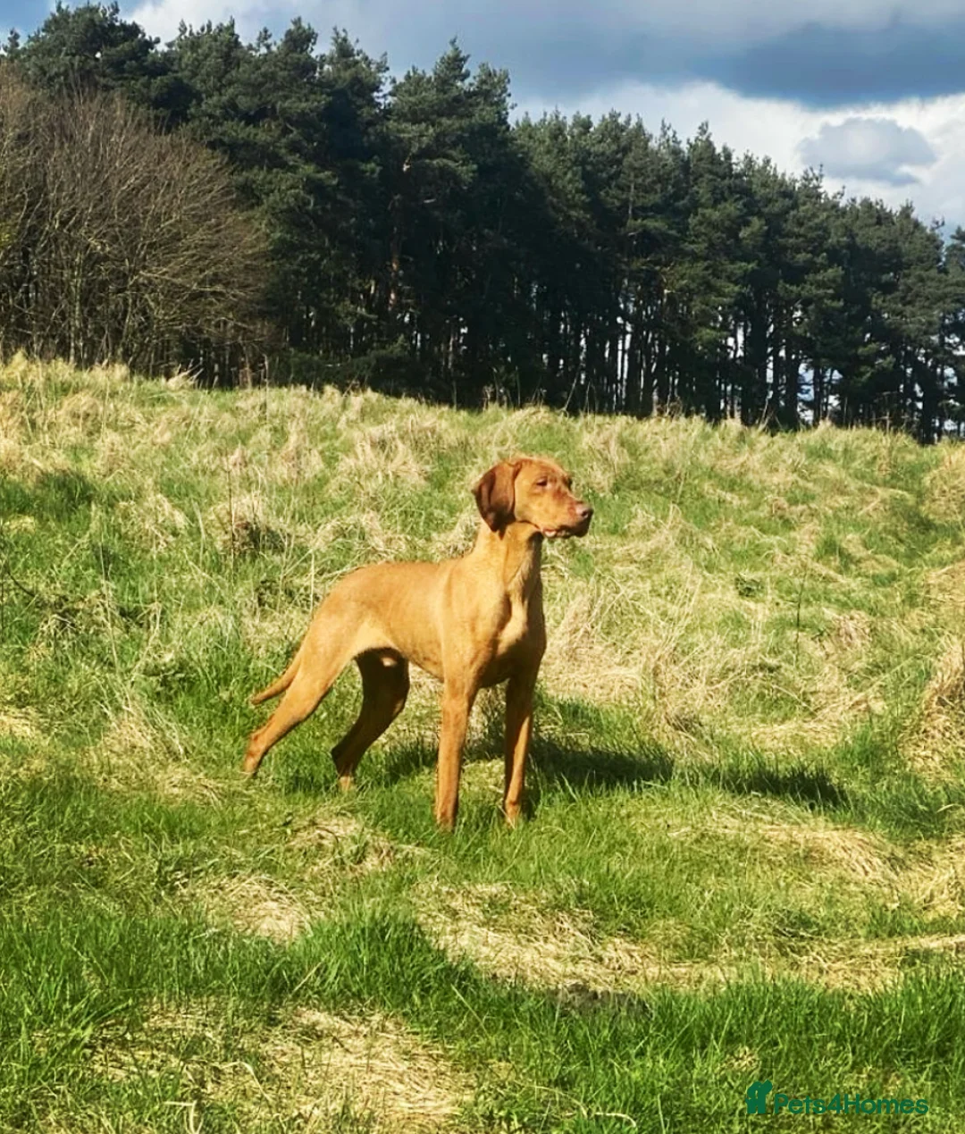 Hungarian Vizsla dogs for stud: *Gamekeeper Bred* Smooth Hungarian Vizsla at Stud in Chester-le-Street - Advert 2