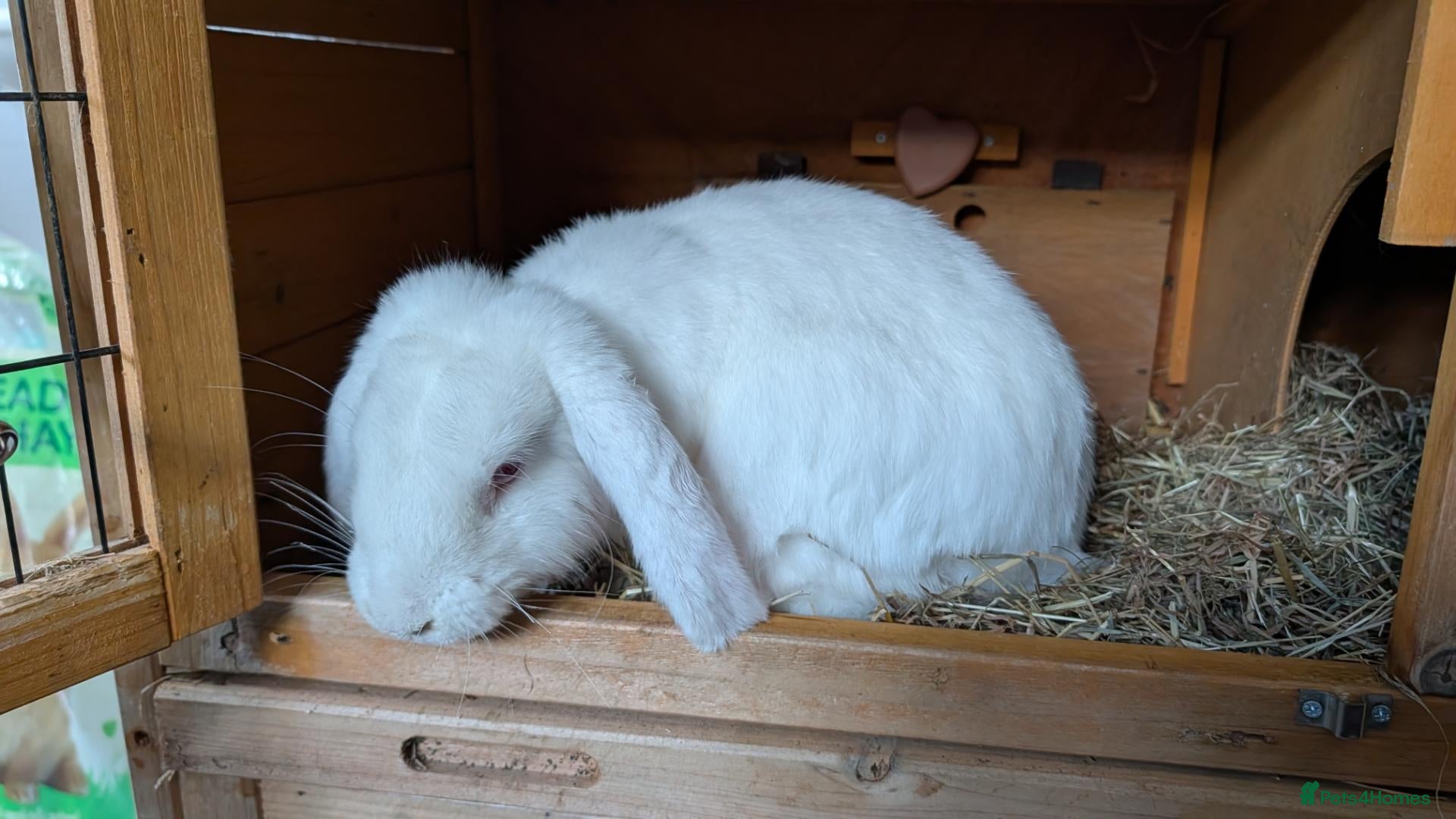 Mixed Breed rabbits for sale: Rabbit & Set up - Advert 4