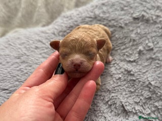 Maltipoo dogs - Advert 11