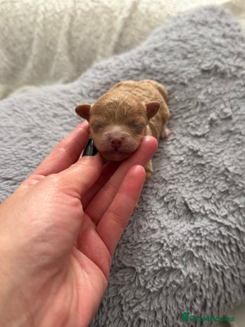 Maltipoo dogs - Advert 2