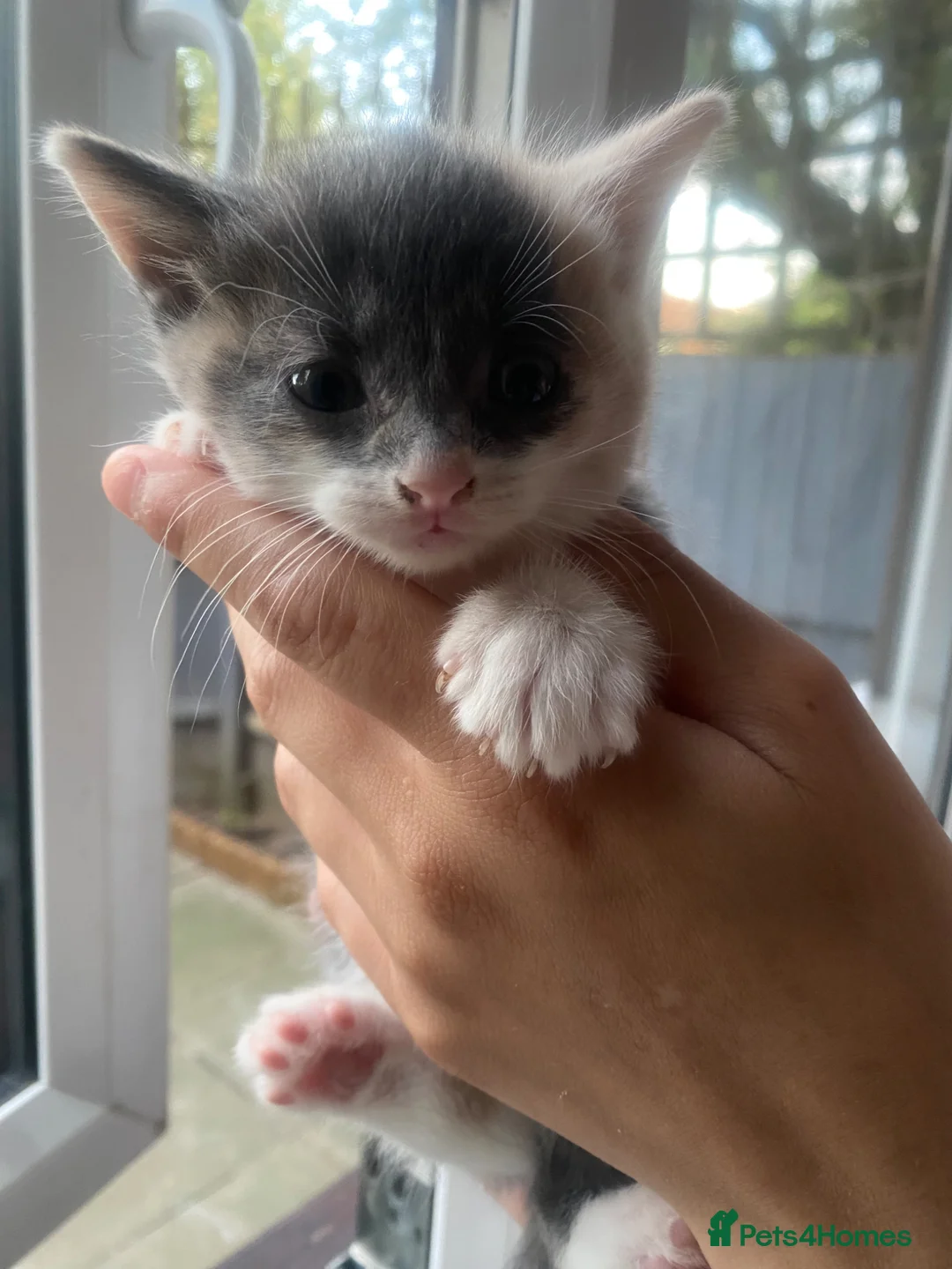 Russian Blue cats for sale: Beautiful mixed Russian blue kittens  - Advert 9
