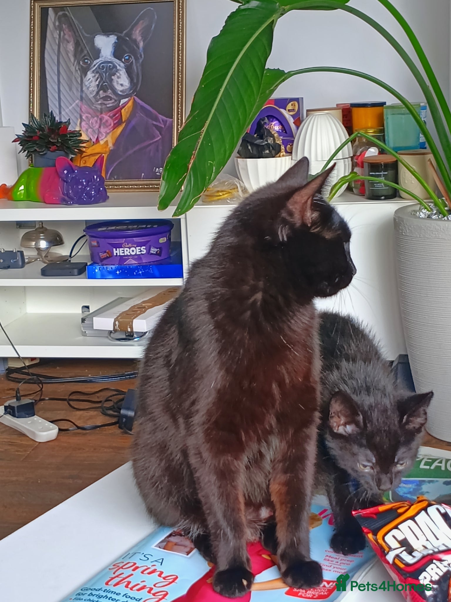 Mixed Breed cats Three kittens for sale in Clipston - Advert 3
