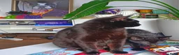 Mixed Breed cats for sale: Three kittens for sale in Clipston in Market Harborough - Advert 1