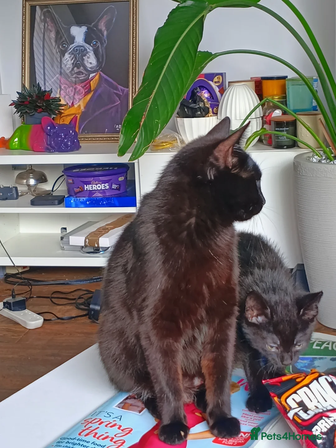 Mixed Breed cats for sale: Three kittens for sale in Clipston in Market Harborough - Advert 1