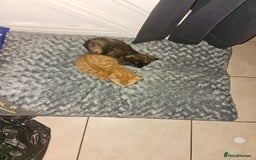 Mixed Breed cats for sale: 2 kittens for sale - Image 7
