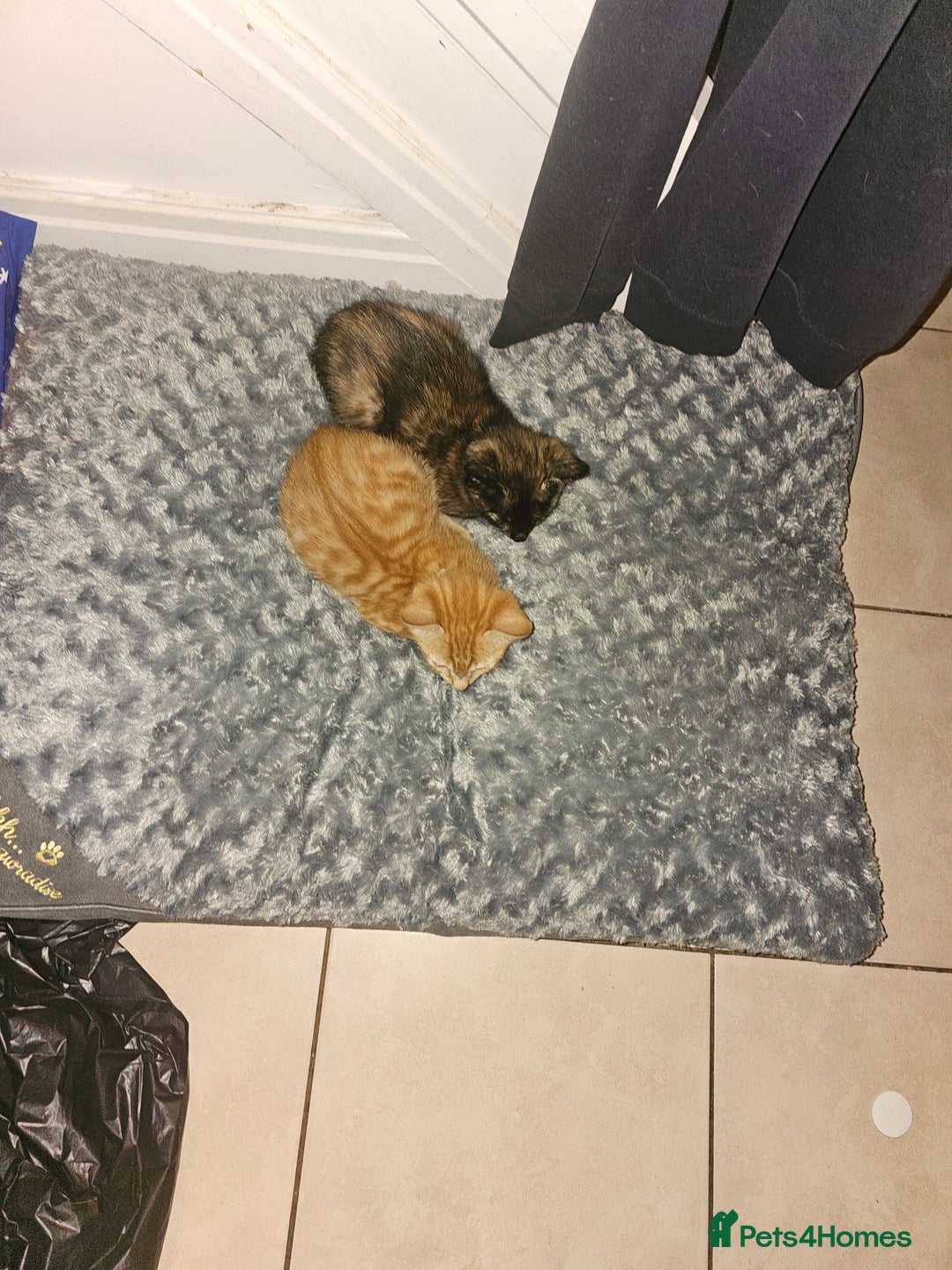 Mixed Breed cats for sale: 2 kittens for sale - Image 7