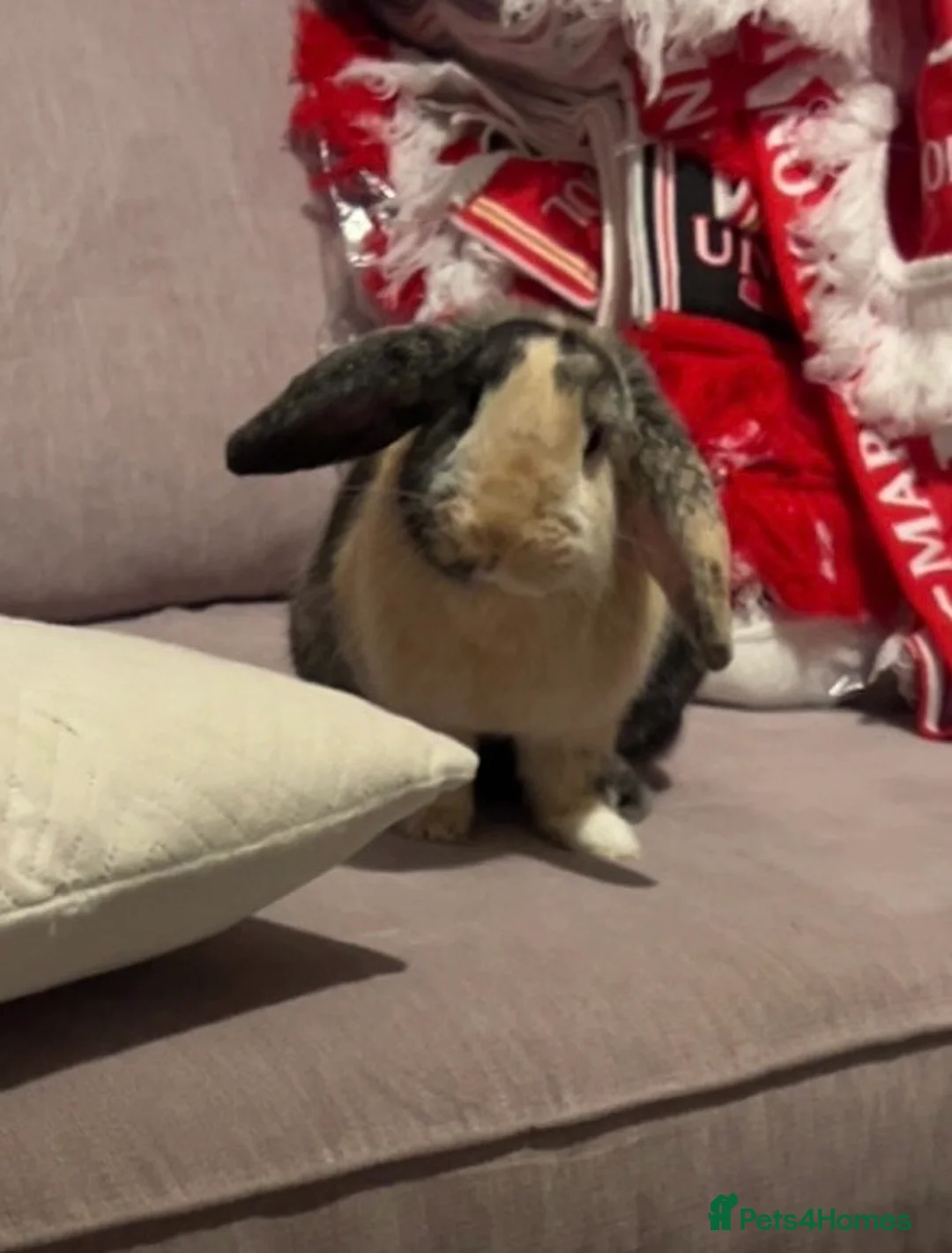 Mixed Breed rabbits for sale: Indoor rabbit in Winsford - Advert 4