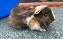 Guinea Pig rodents for sale: Beautiful Baby Guinea pigs to reserve  - Image 7