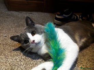 British Shorthair cats One year old British shorthair x Tabby - Advert 1