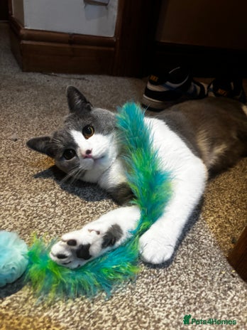 British Shorthair cats One year old British shorthair x Tabby - Advert 1