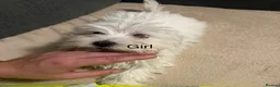 Bichon Frise dogs for sale: Selling - Advert 5