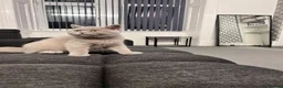 British Shorthair cats for sale: British shorthair 16weeks old  in Glasgow - Advert 2