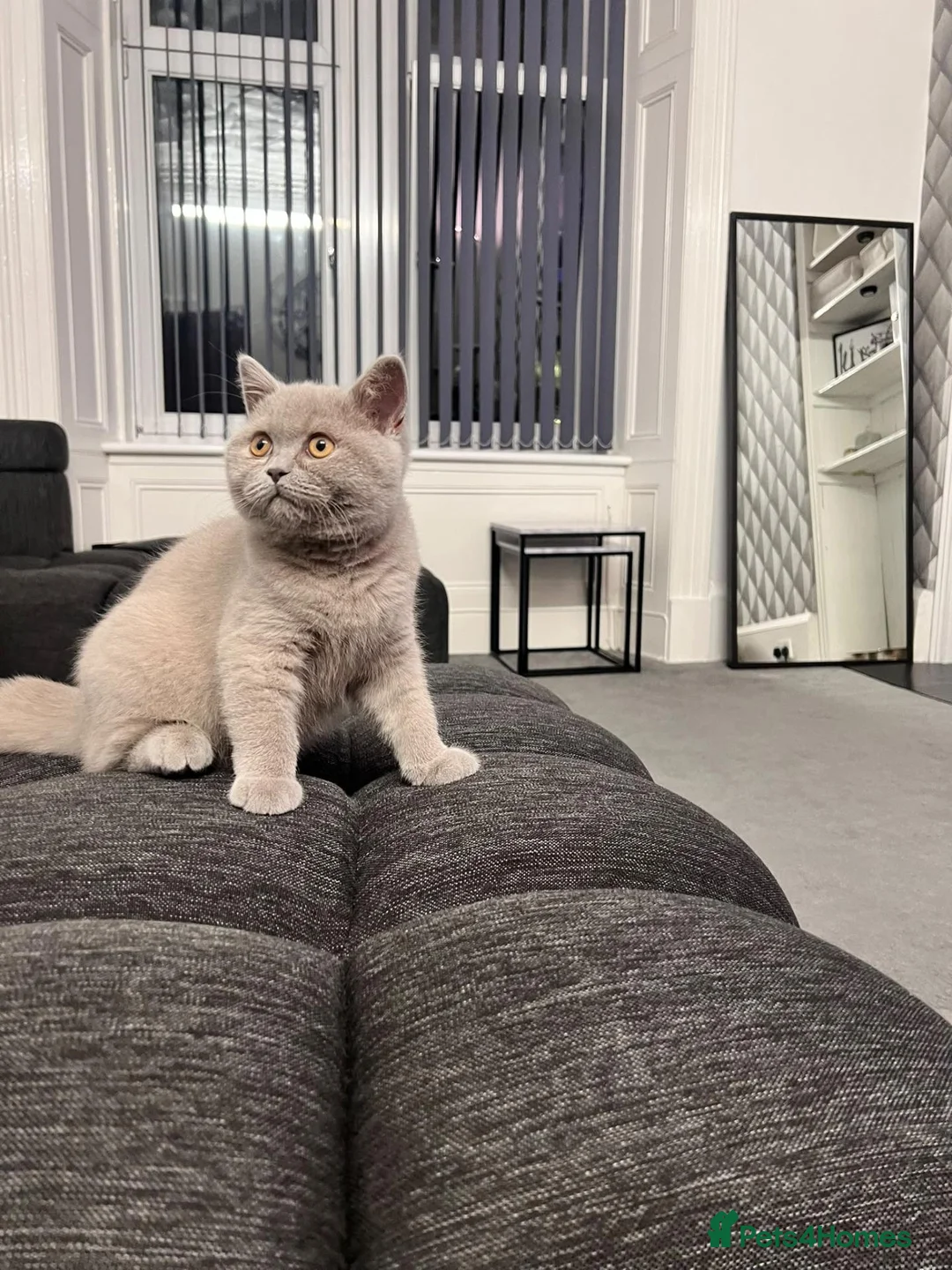 British Shorthair cats for sale: British shorthair 16weeks old  in Glasgow - Advert 2