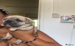 French Bulldog dogs for sale: French bulldog puppies in Manchester - Image 8