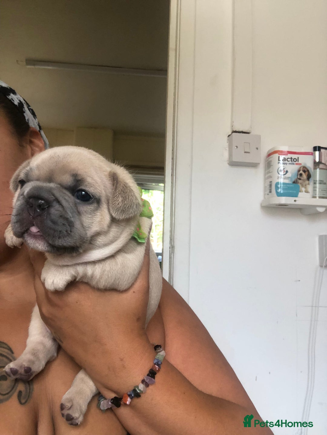 French Bulldog dogs for sale: French bulldog puppies in Manchester - Image 8