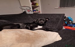 Mixed Breed dogs for sale: Labrador/ cane corso 7 months old  - Image 3