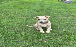 Whippet dogs for sale: READY NOW! STUNNING WHIPPET PUPPYS - Image 18