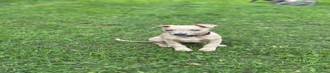 Whippet Puppy 6