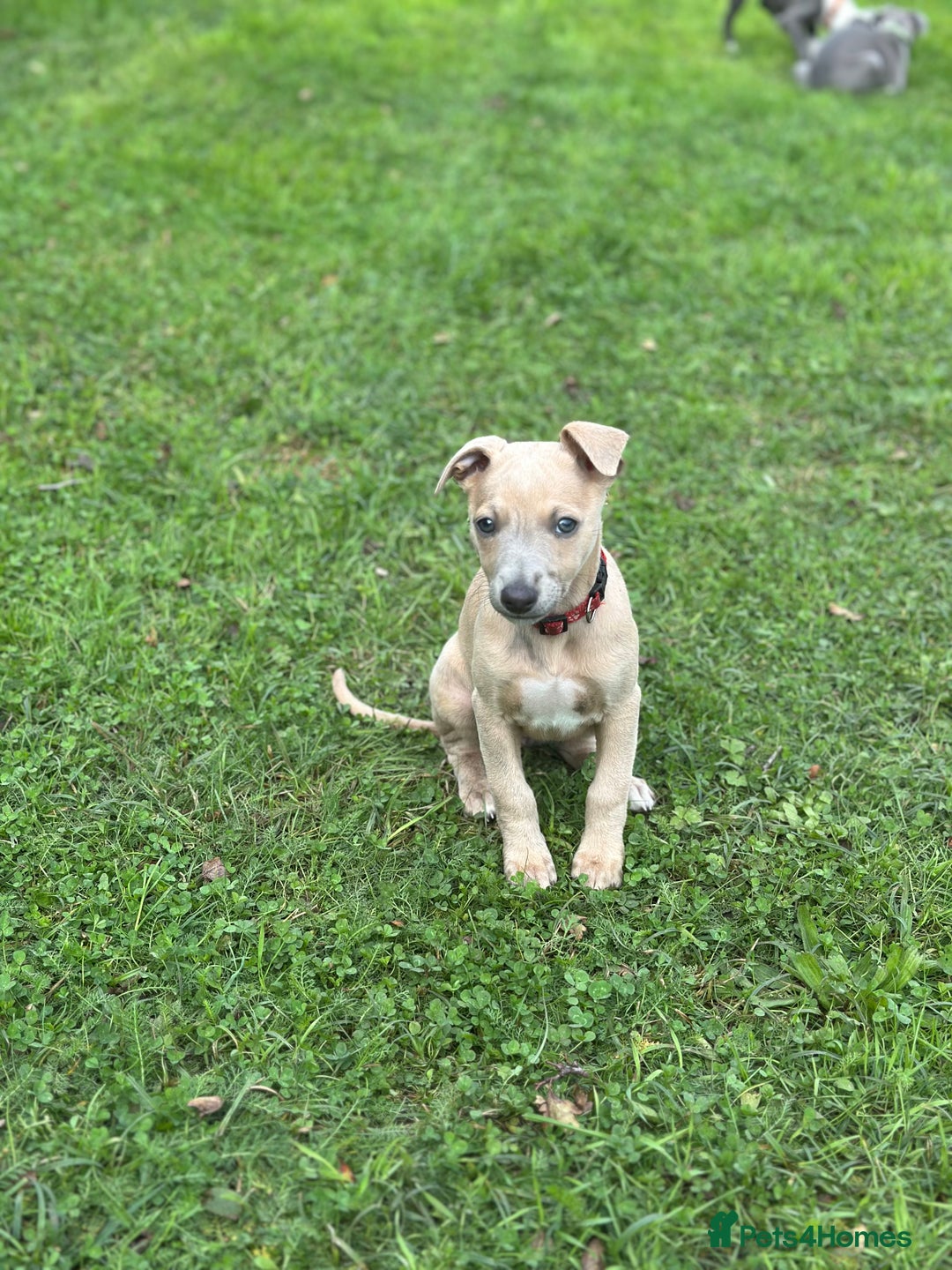 Whippet dogs for sale: READY NOW! STUNNING WHIPPET PUPPYS - Image 18
