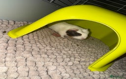 Guinea Pig rodents for sale: Four guinea pigs + full cage set up.  - Image 4