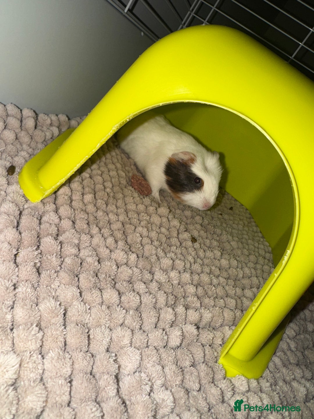 Guinea Pig rodents for sale: Four guinea pigs + full cage set up.  - Image 4