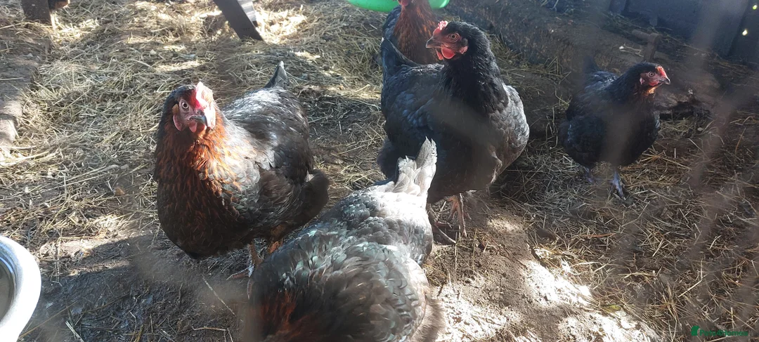 Hens poultry for sale: Pol Pure Breed Copper Marans - Advert 2