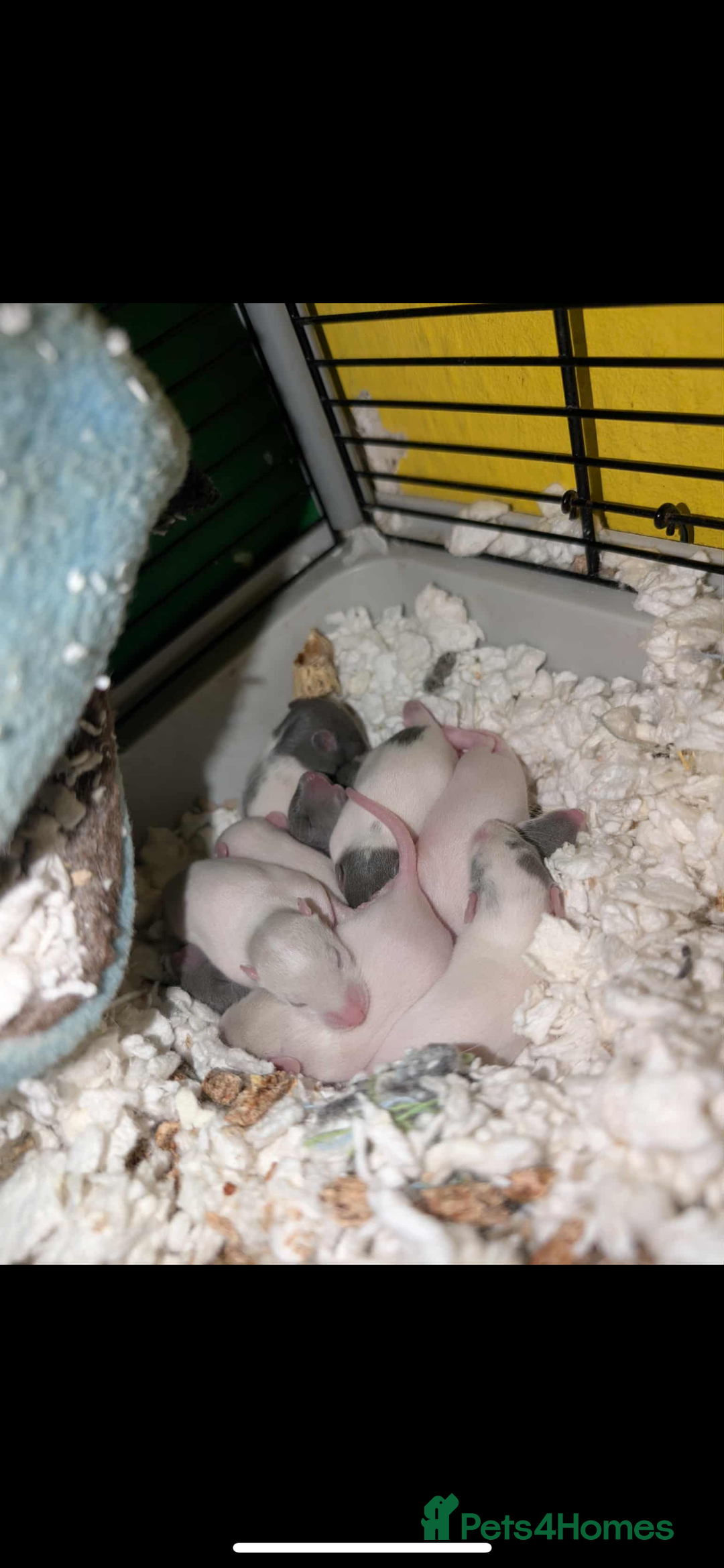 Rat rodents for sale: Rat pups - Image 5