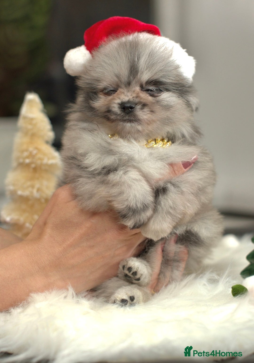 Pomeranian dogs for sale: ✨Tiny Teddy Face 🐻 KC Registered Parents ✨ - Image 6