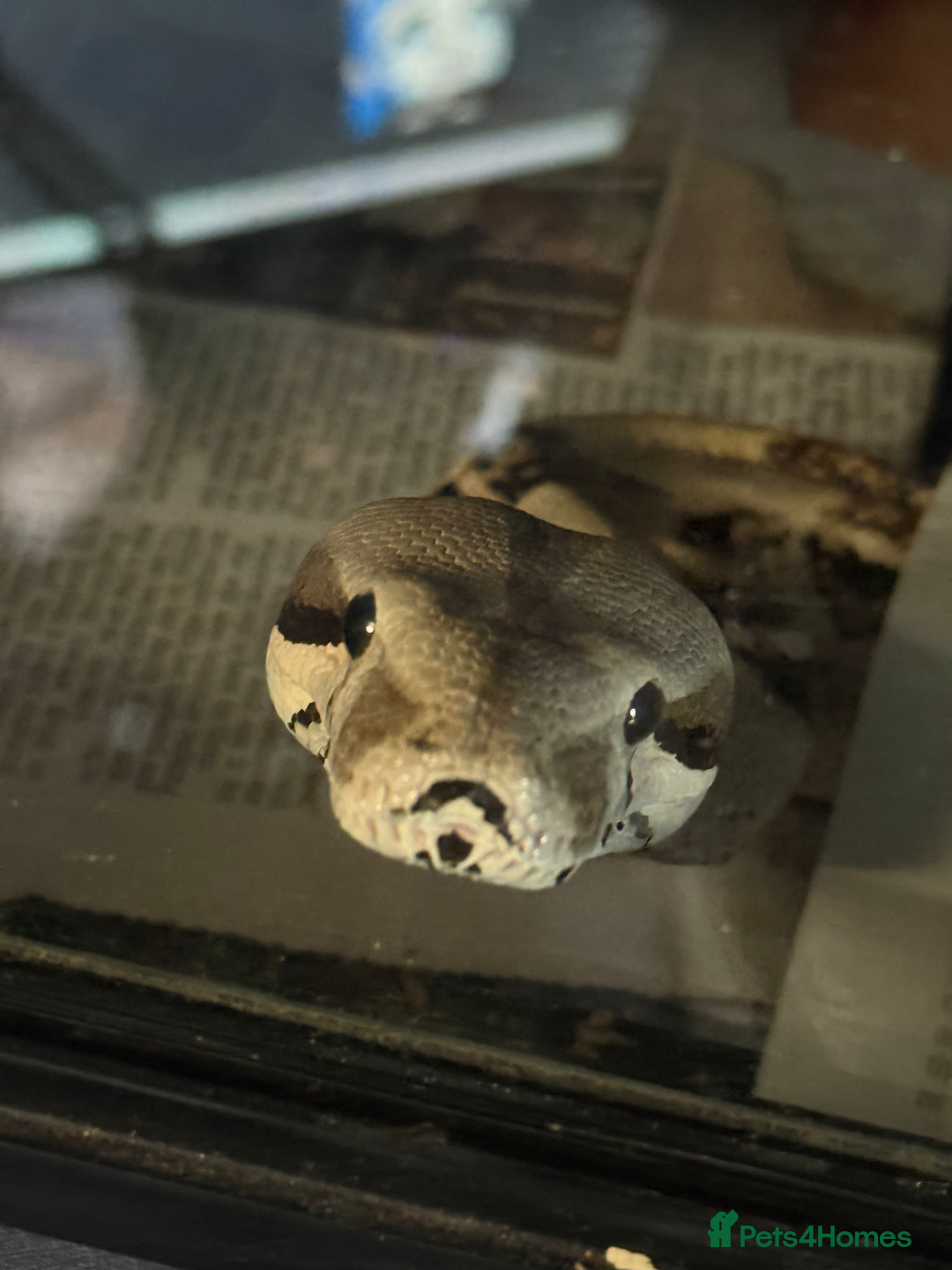 Snake reptiles for sale: Snakes For Rehome - Advert 5