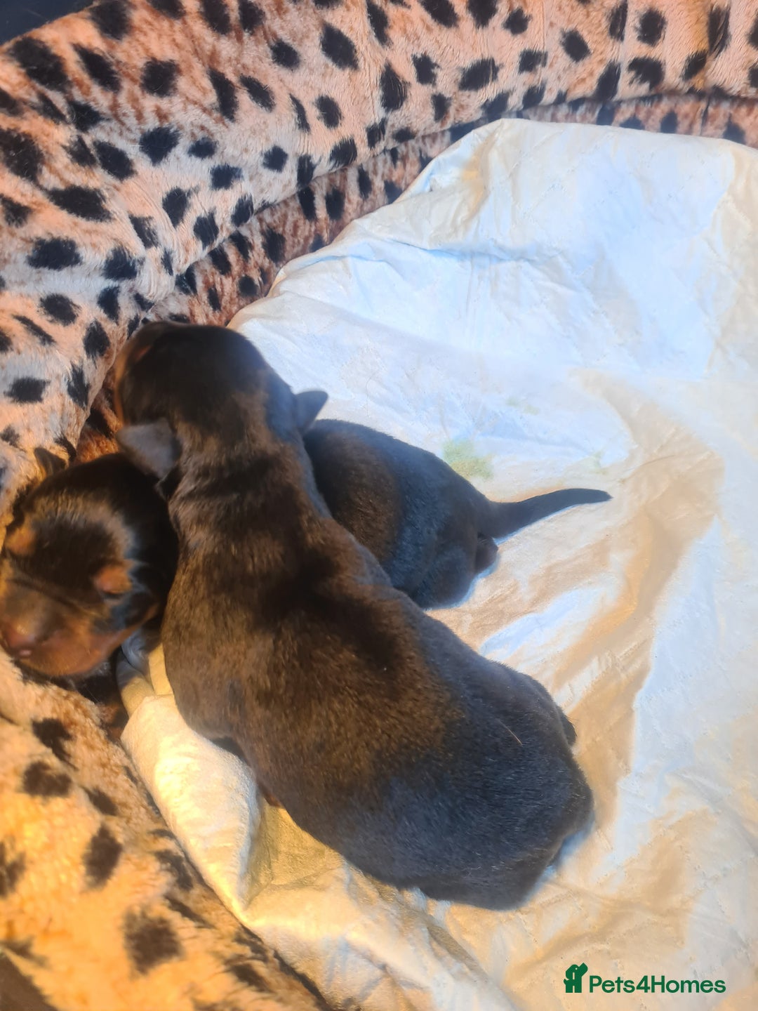 Rottweiler dogs for sale: Stunning rottweiler puppies  - Image 13
