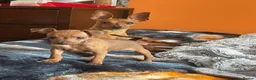 Miniature Pinscher dogs for sale: 🐾 Adorable Miniature Pinscher Puppies . - Advert 10