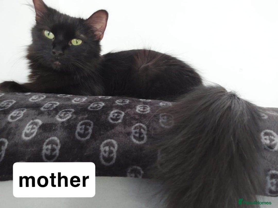 Maine Coon cats for sale: Mixed Main coon kittens available  - Advert 2