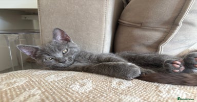 Russian Blue cats - Advert 16