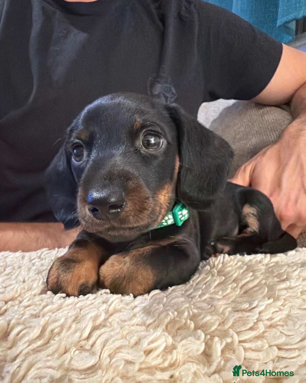 Miniature Dachshund dogs Ready to go Today!! Mini Dachshund Puppies 🐾  - Advert 2