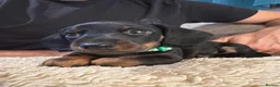 Miniature Dachshund dogs for sale: Ready to go Today!! Mini Dachshund Puppies 🐾  - Advert 4