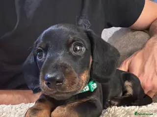 Miniature Dachshund dogs Ready to go Today!! Mini Dachshund Puppies 🐾 - Advert 2