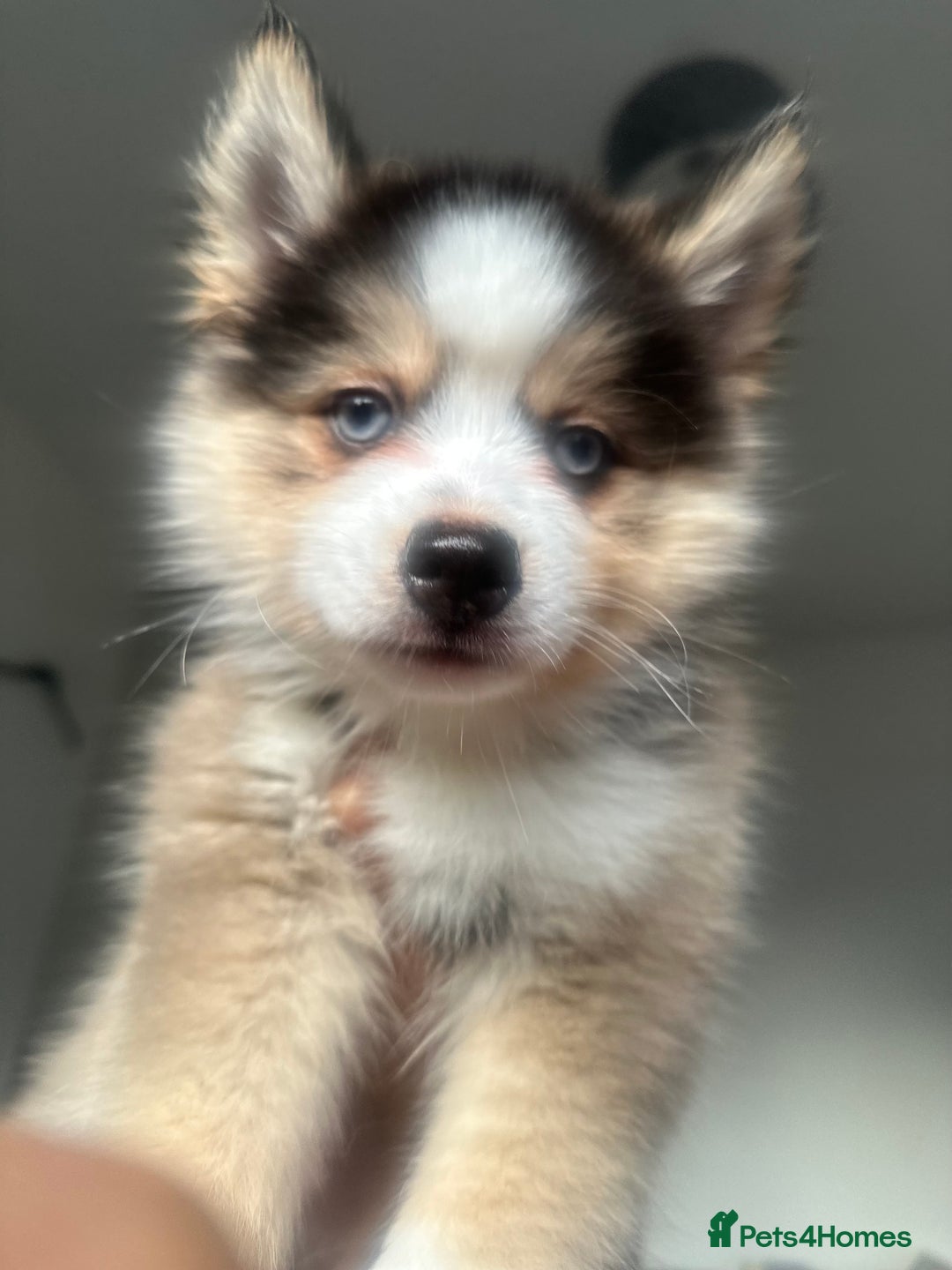 Pomsky dogs for sale: BLUE EYED Family-Raised Pomsky Pups  - Advert 21