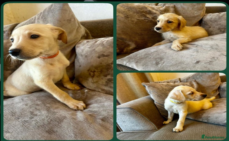 Mixed Breed dogs - Advert 4