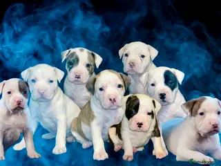 American Bulldog dogs American bull baby’s - Advert 2